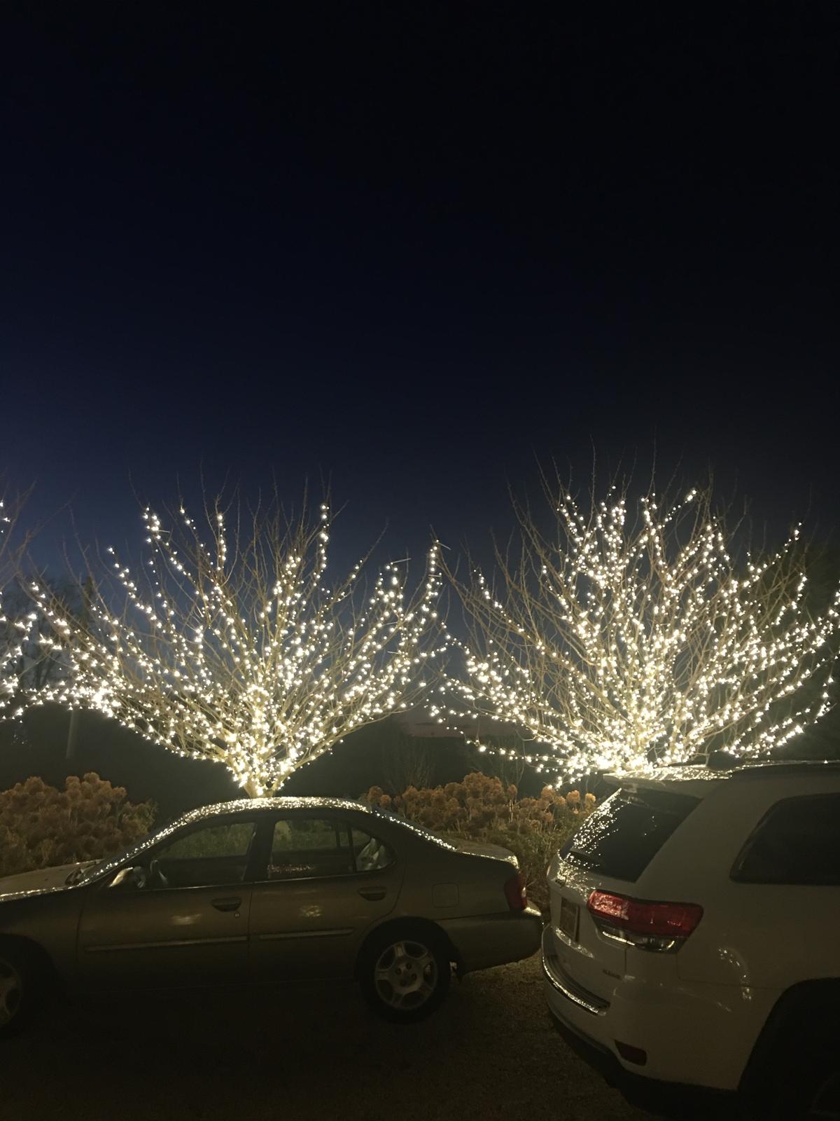 christmas lights wrapped around a tree at a home in long island